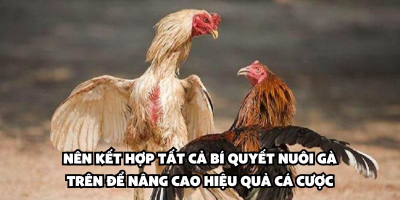 Nên kết hợp tất cả bí quyết nuôi gà trên để nâng cao hiệu quả cá cược