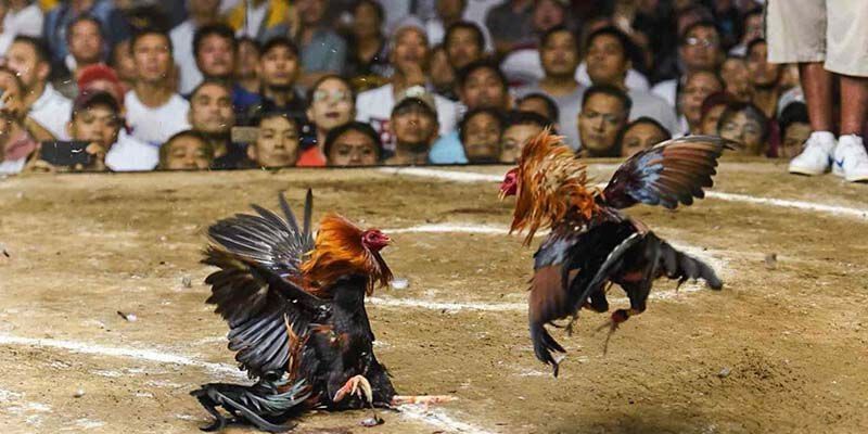 Những sai lầm trong đúc gà chọi dễ mắc phải