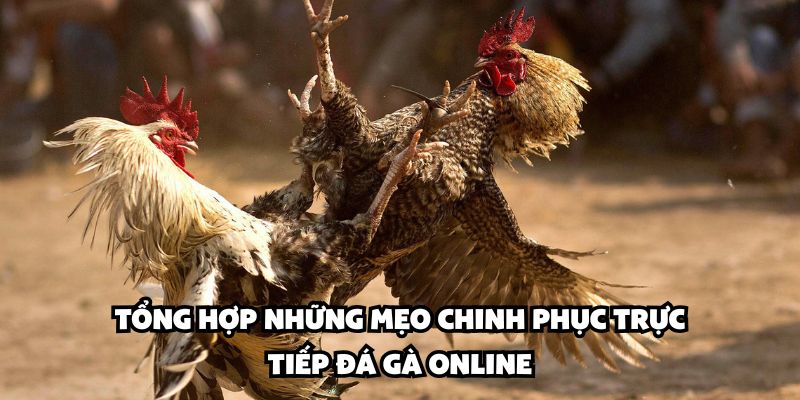 Tổng hợp những mẹo chinh phục trực tiếp đá gà online
