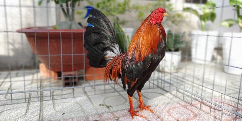 Top 7 giống gà đá hay không thể không nói đến Shamo từ Nhật Bản